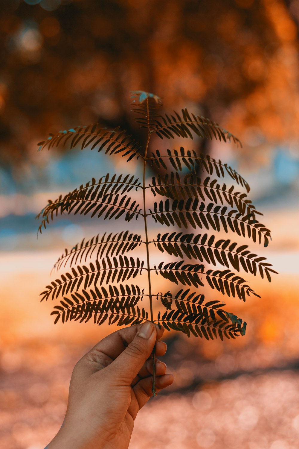 Fotografía de enfoque selectivo de una planta de helecho