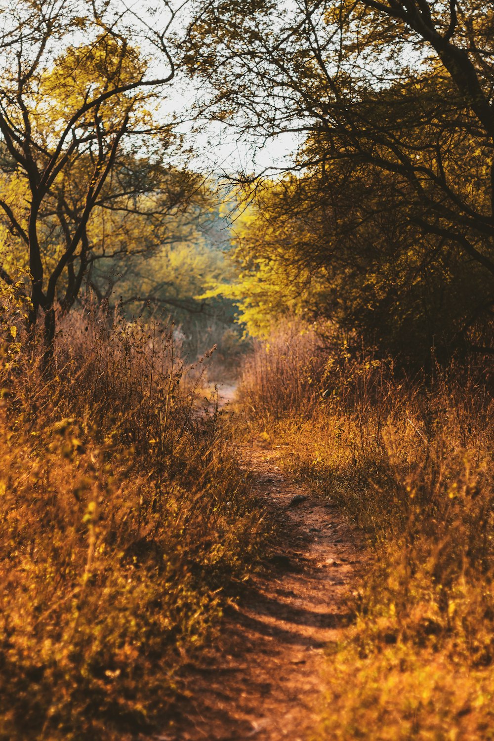 gray pathway surrounded by trees