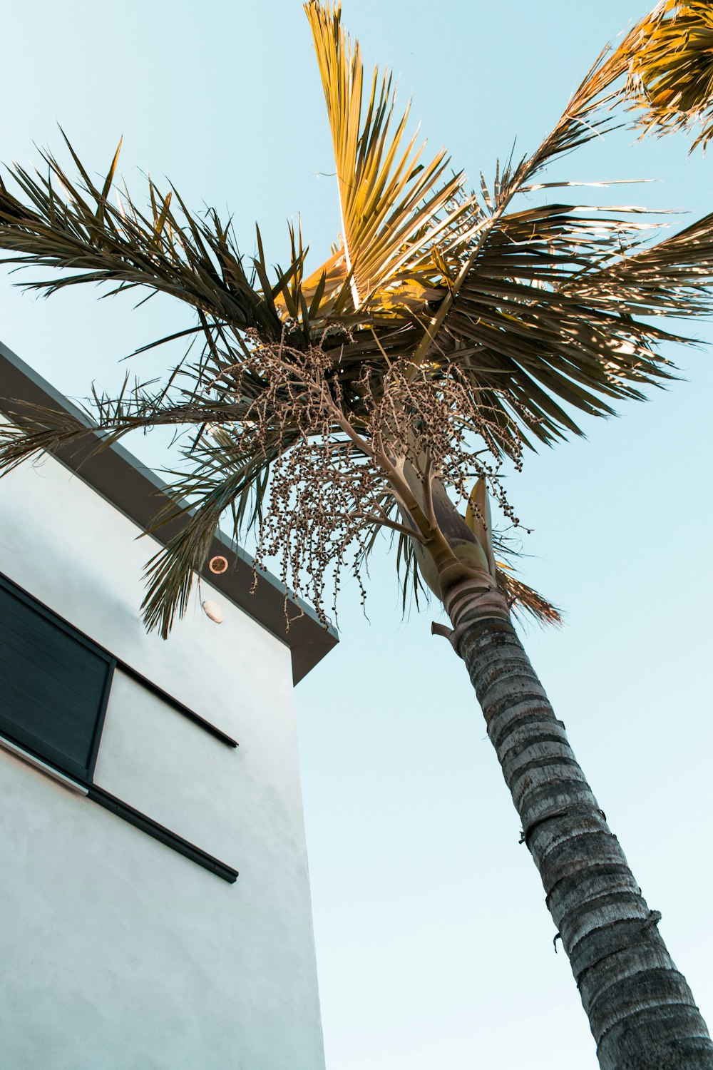 low angle photo of palm tree