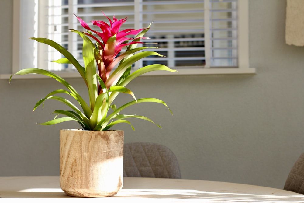 a potted plant sitting on top of a table