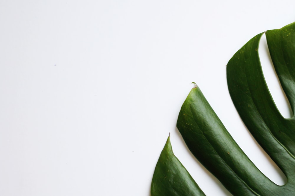 close-up photography of green leaf plant