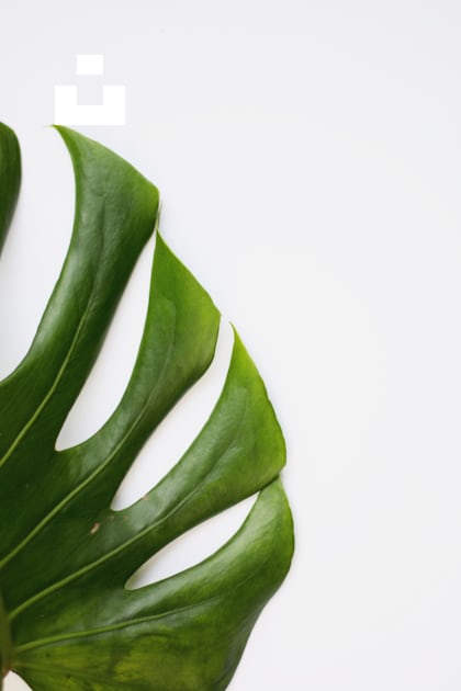 Green leaf on white surface photo – Free Plant Image on Unsplash