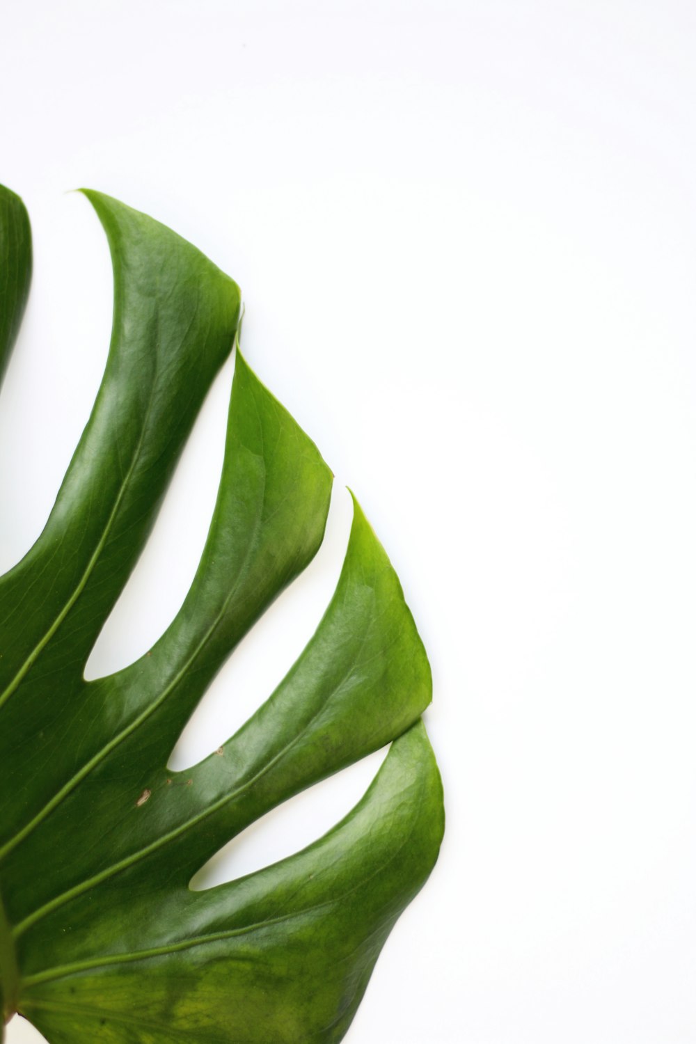 green leaf on white surface