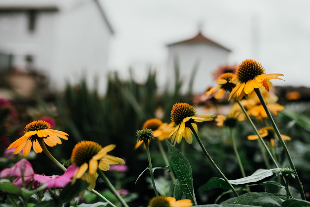 yellow-petaled flower