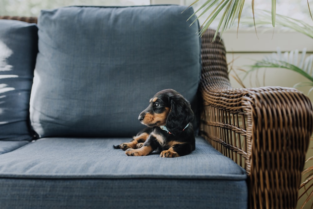 schwarzer Welpe auf blau gepolsterter Couch