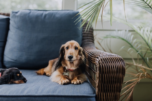 Two dogs are lounging on a wicker sofa with blue cushions. One dog is lying down with its eyes open, while the other appears to be resting, with its eyes closed. There are green plants in the background, adding a natural element to the scene.