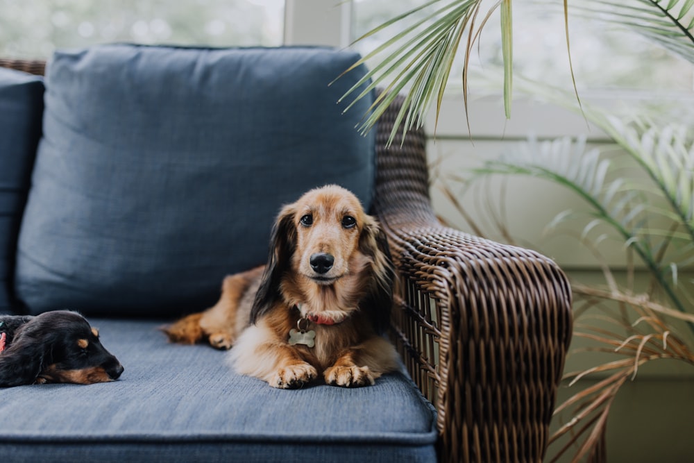 brauner Hund liegt auf dem Sofa