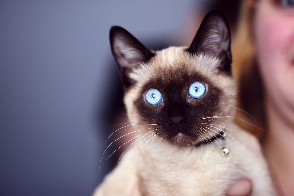closeup photo of siamese cat