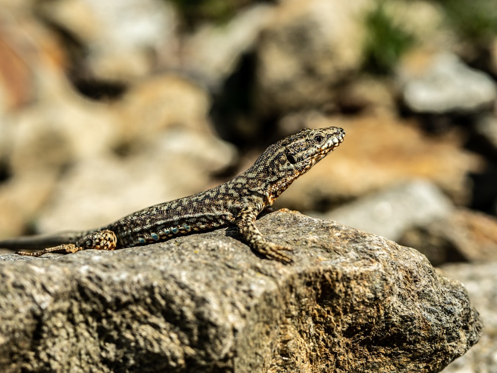 gray and black lizard