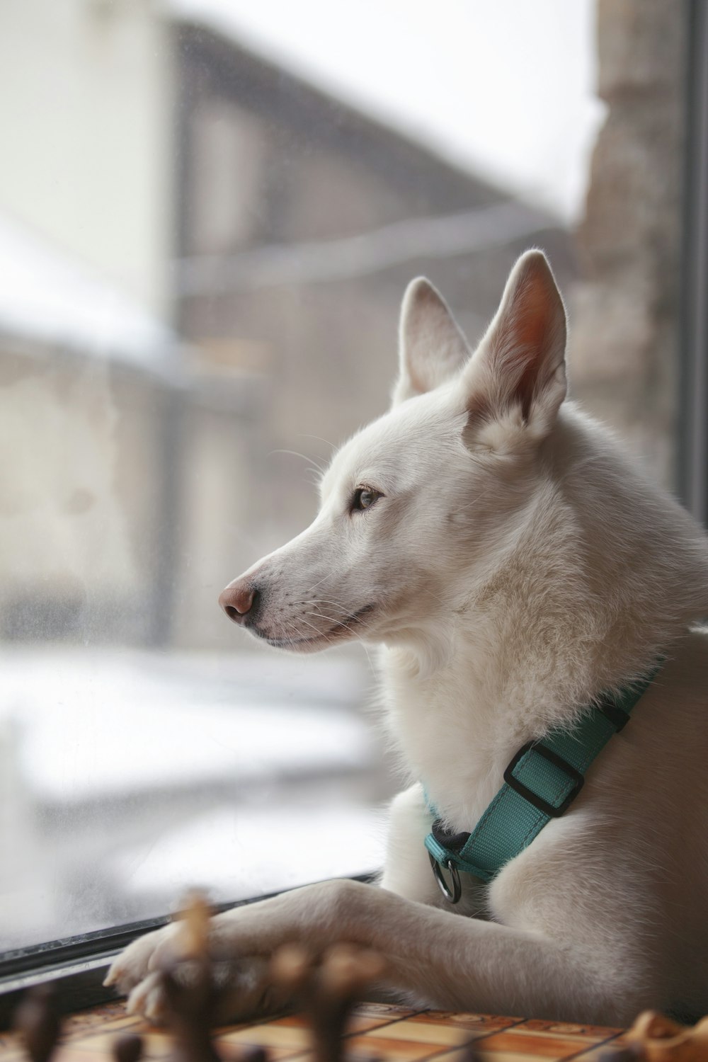 cão branco olhando para fora da janela