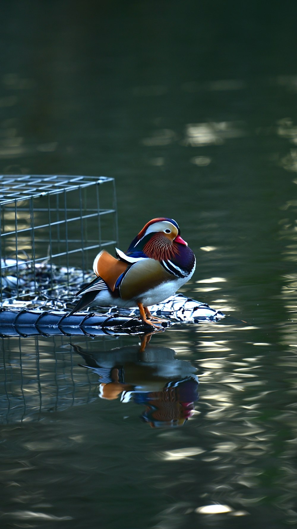 red and blue bird beside cage