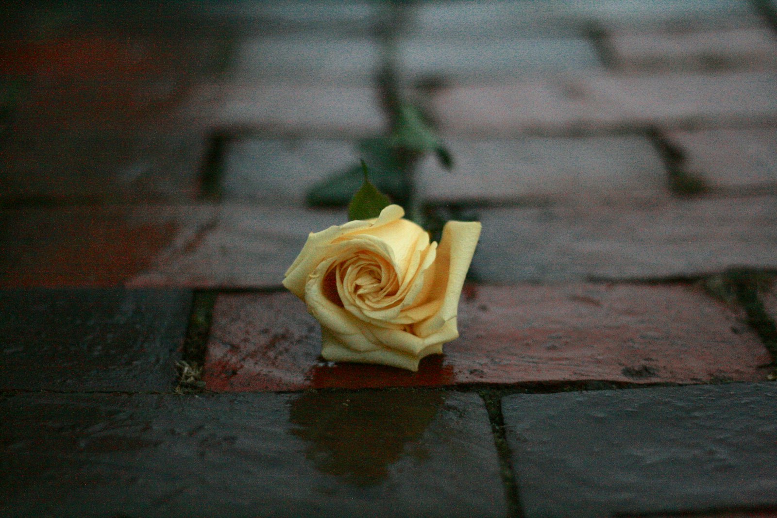Canon EOS 400D (EOS Digital Rebel XTi / EOS Kiss Digital X) + Canon EF 50mm F1.8 II sample photo. Yellow rose flower on photography