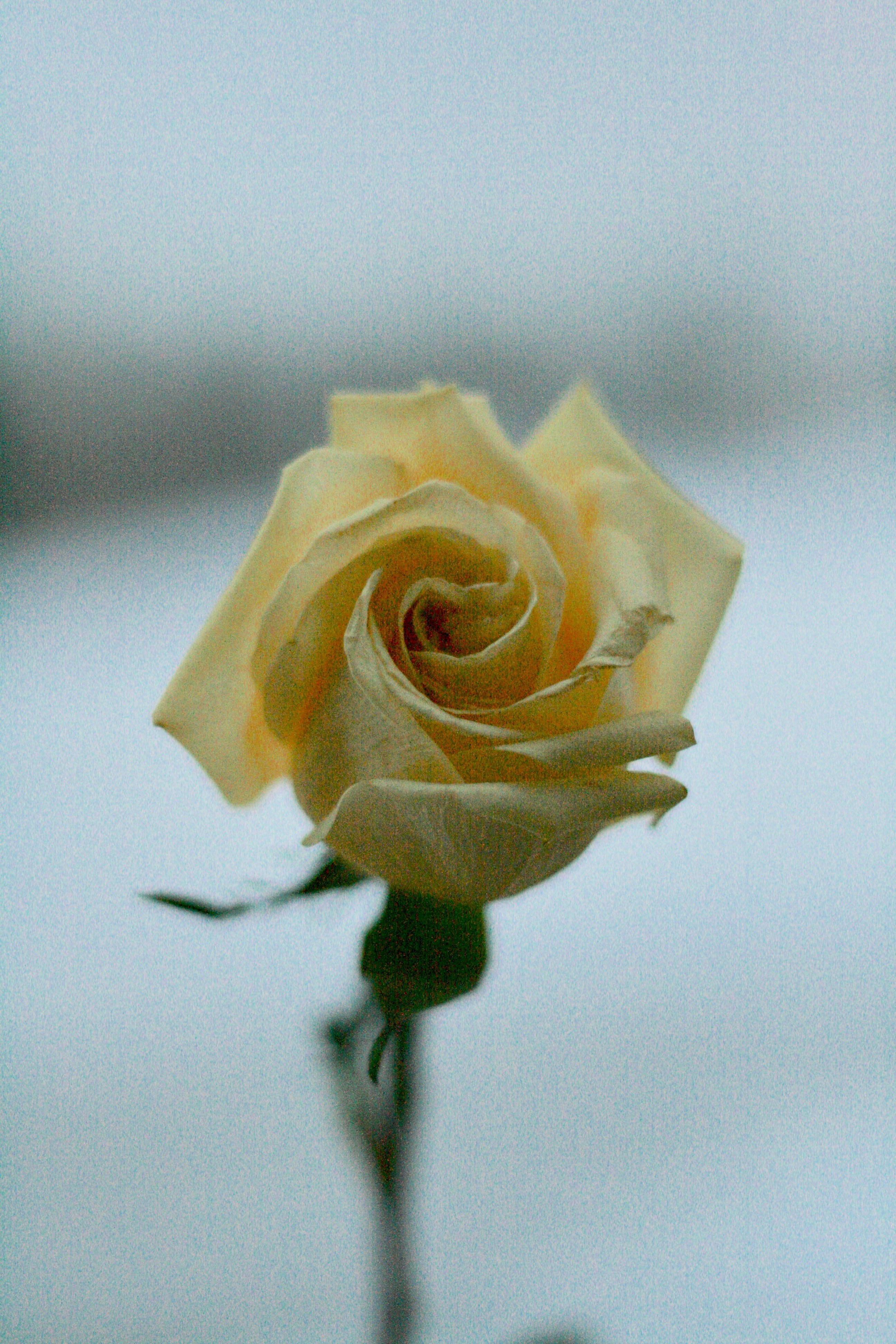 yellow rose close-up photography