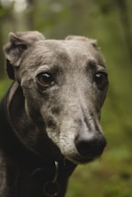 An inspiring image of volunteers interacting with greyhounds at a rescue event.