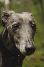 Close-up of a sleek greyhound in training at Paul Young's Wickford kennel.