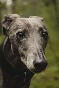 Close-up of a sleek greyhound ready to race at Romford Greyhound Stadium.