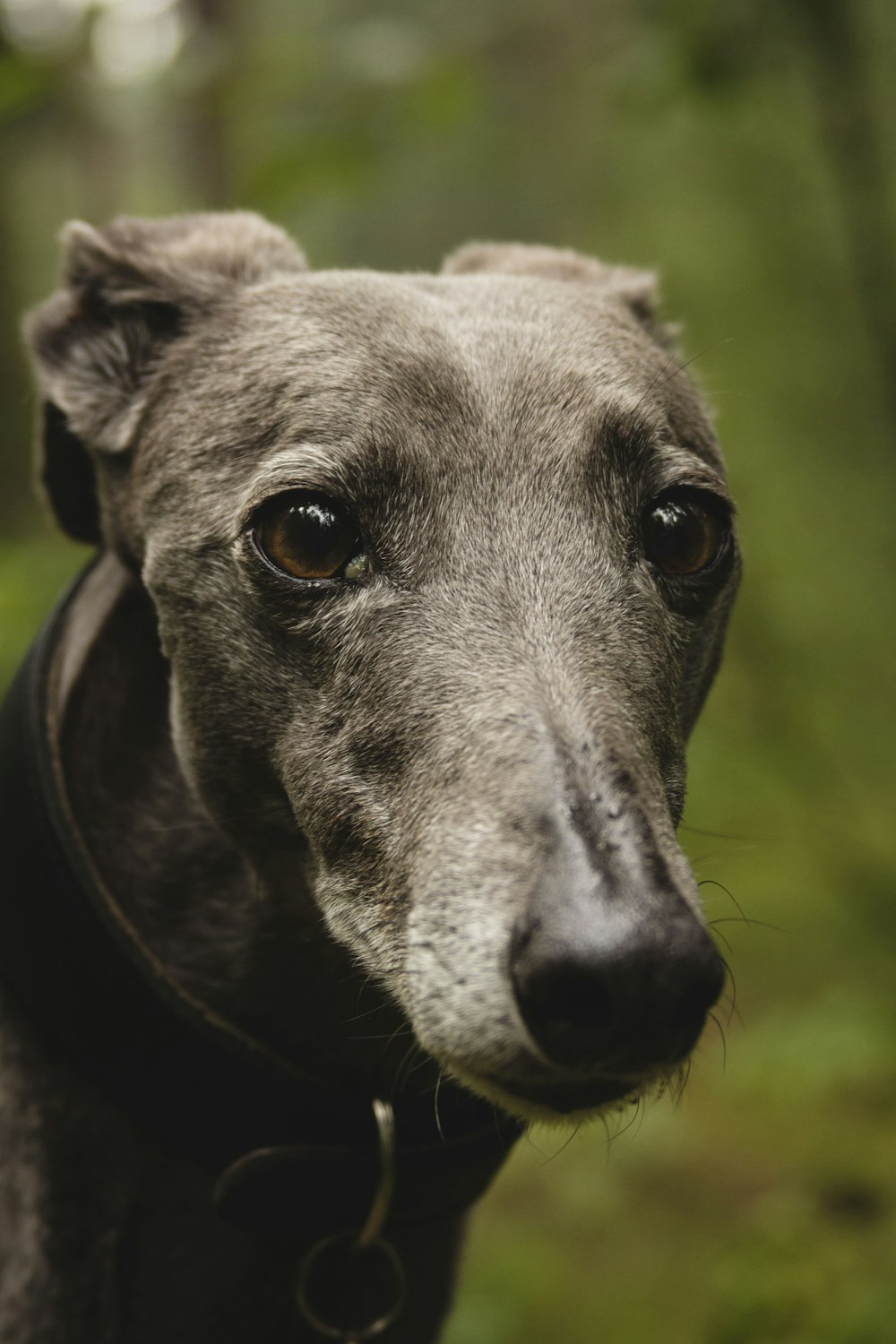 photo en gros plan de chien noir