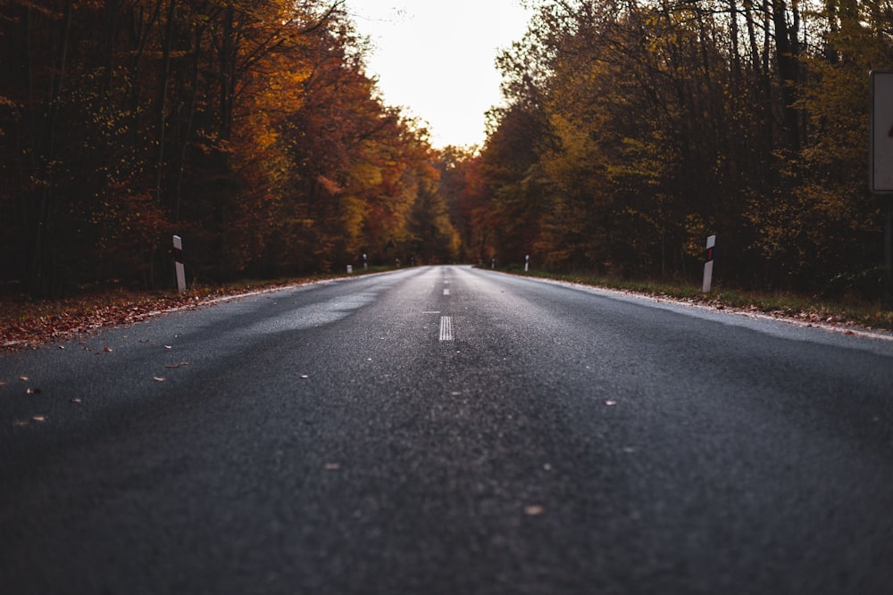 empty road with trees