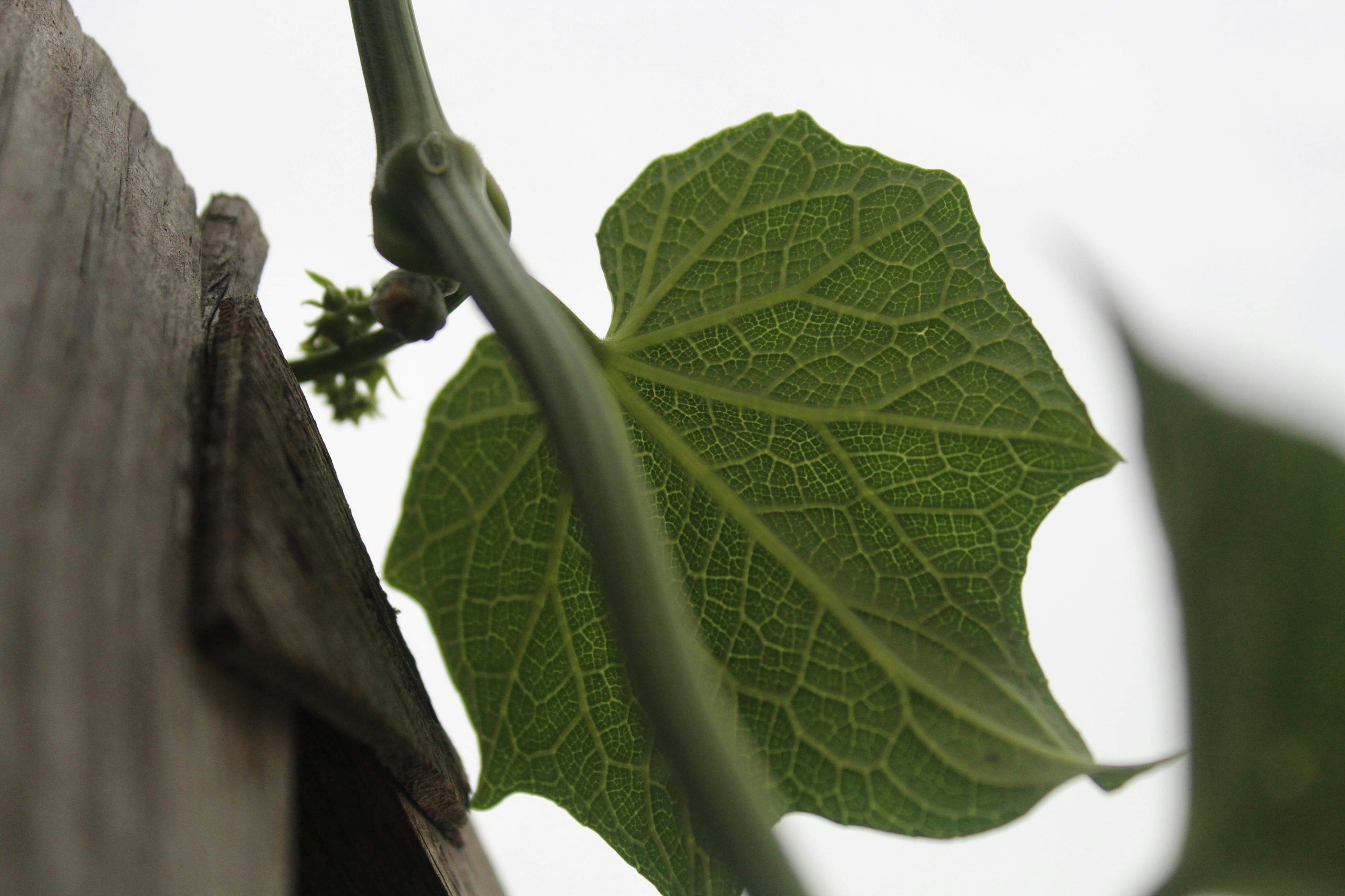 Luxarise Moringa Patch