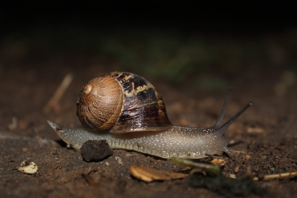selective focus photography of snail on soil