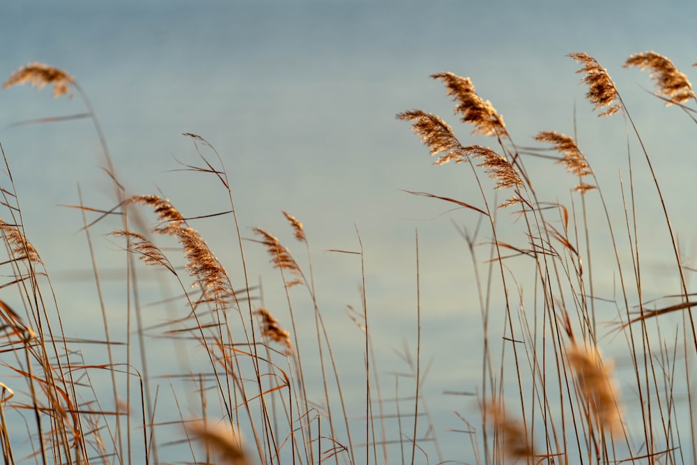 tall grasses under gray sky during daytime