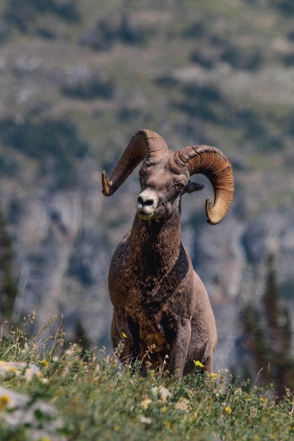 Gray bighorn sheep ram on green grass, Arizona draw odds