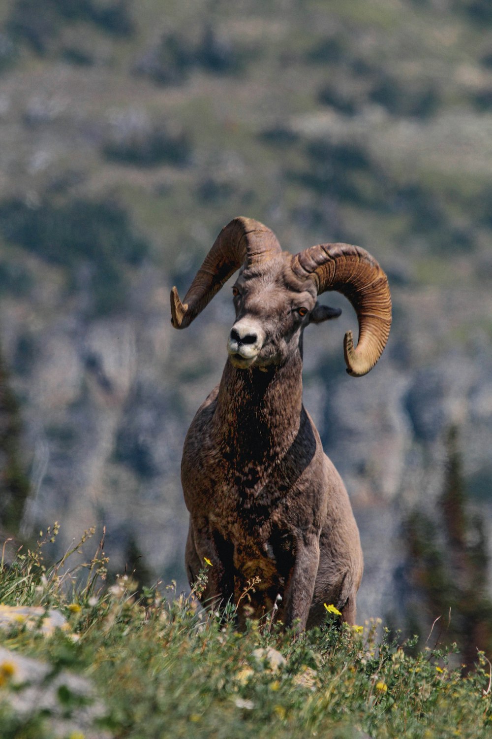 gray ram on green grass field