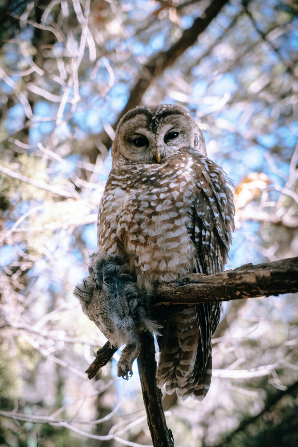 brown and gray owl perching on tree during daytime