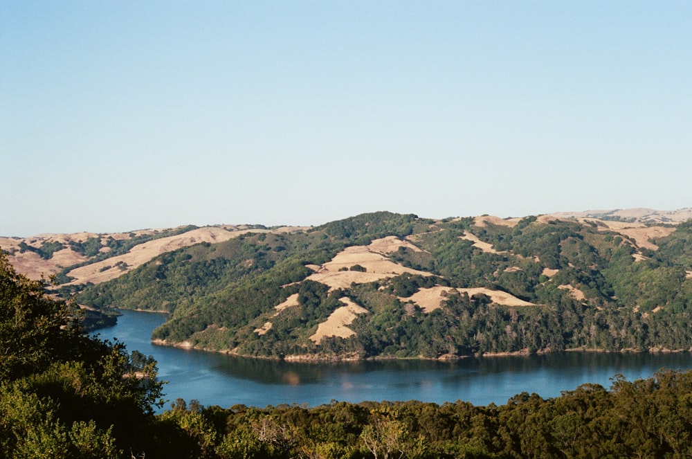 green trees near body of water