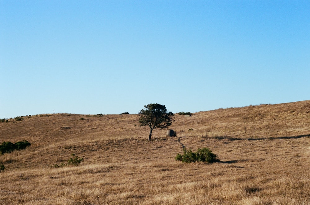 árbol en suelo marrón