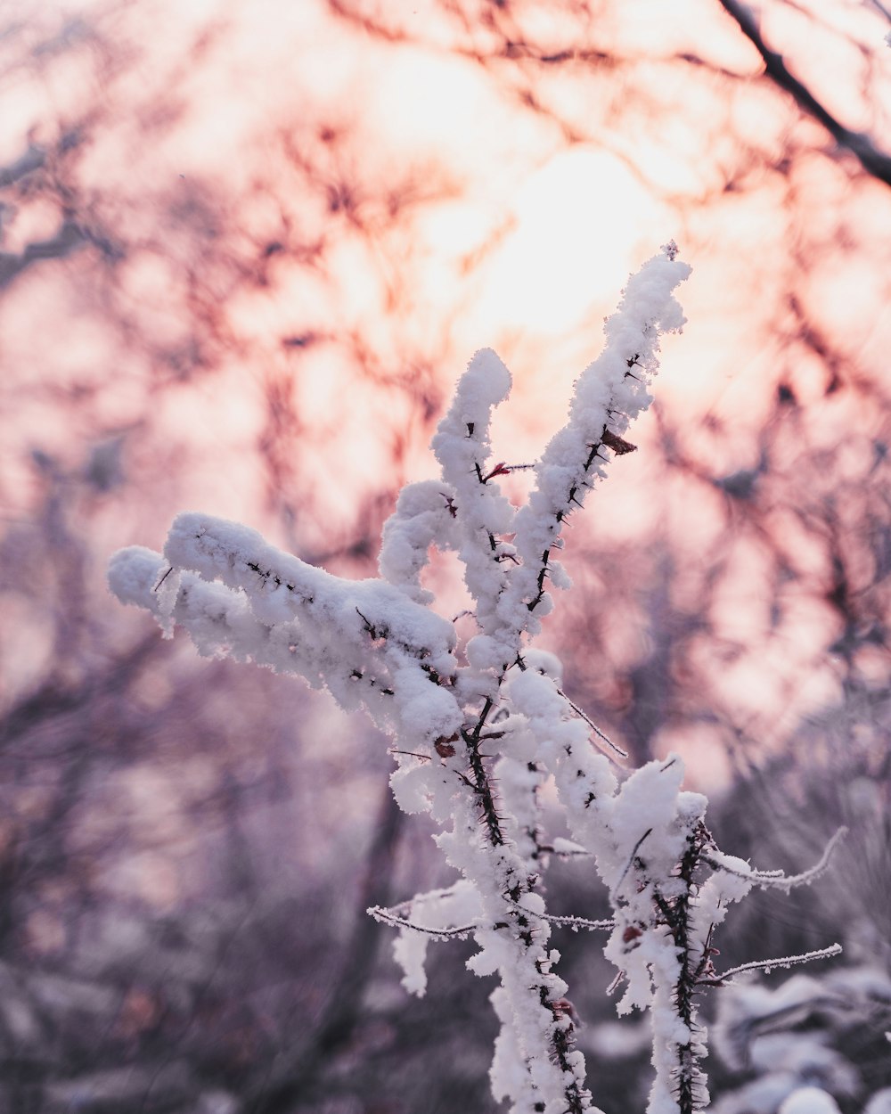 icy branches