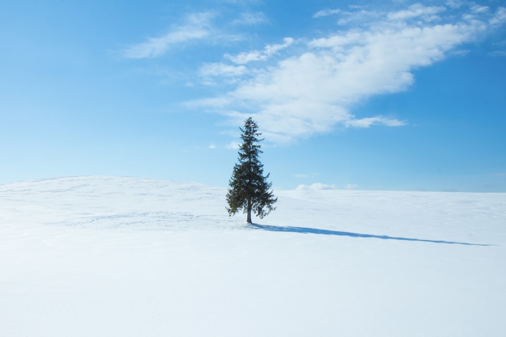 green pine tree at middle of field