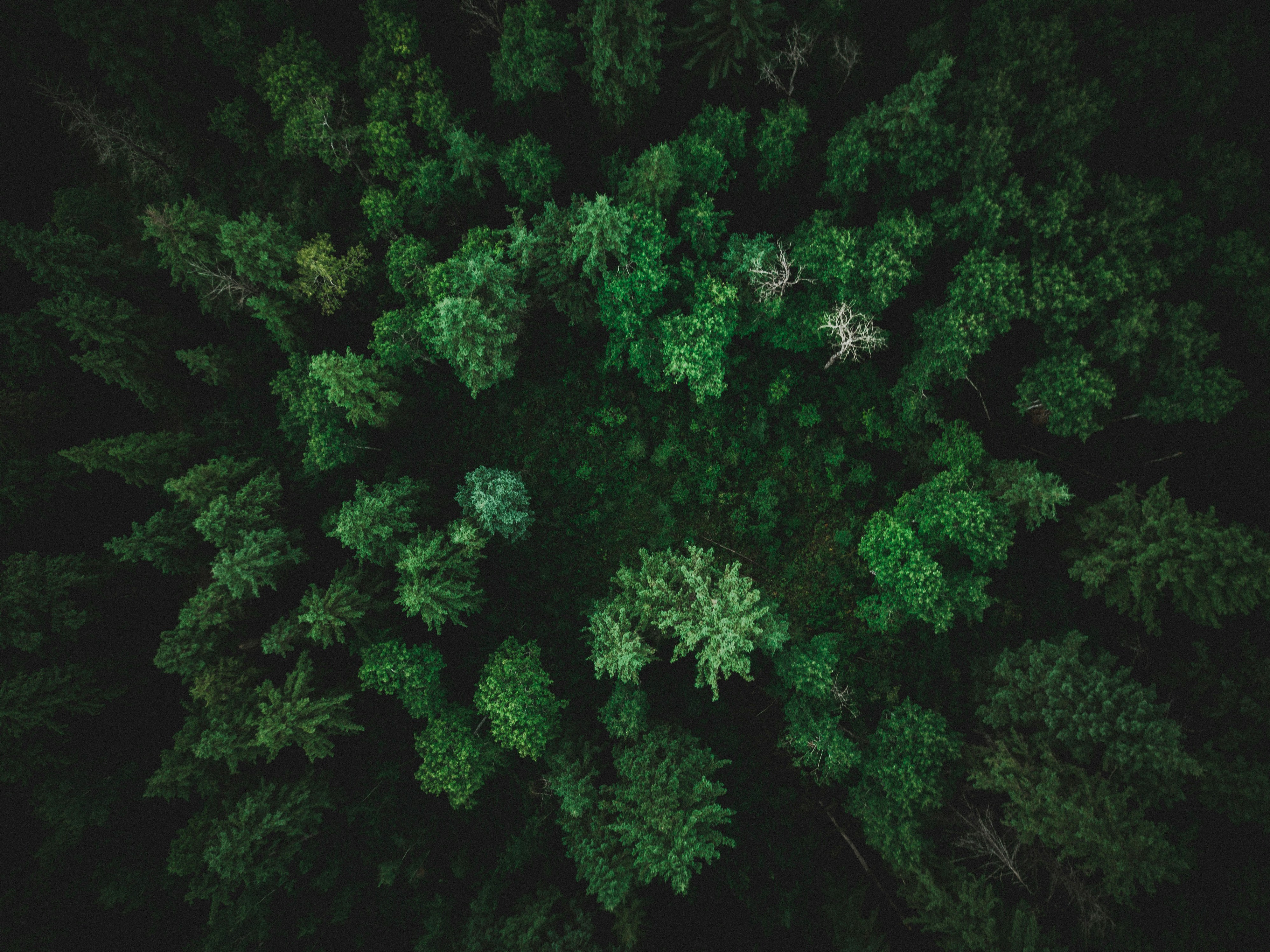top-view photography of tree