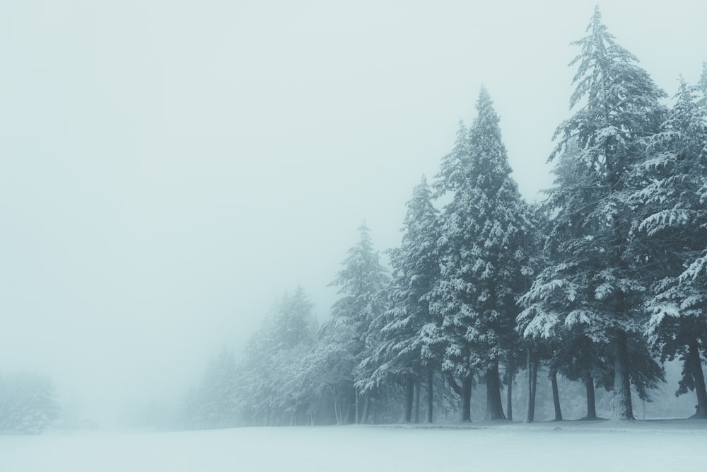 snow covered trees