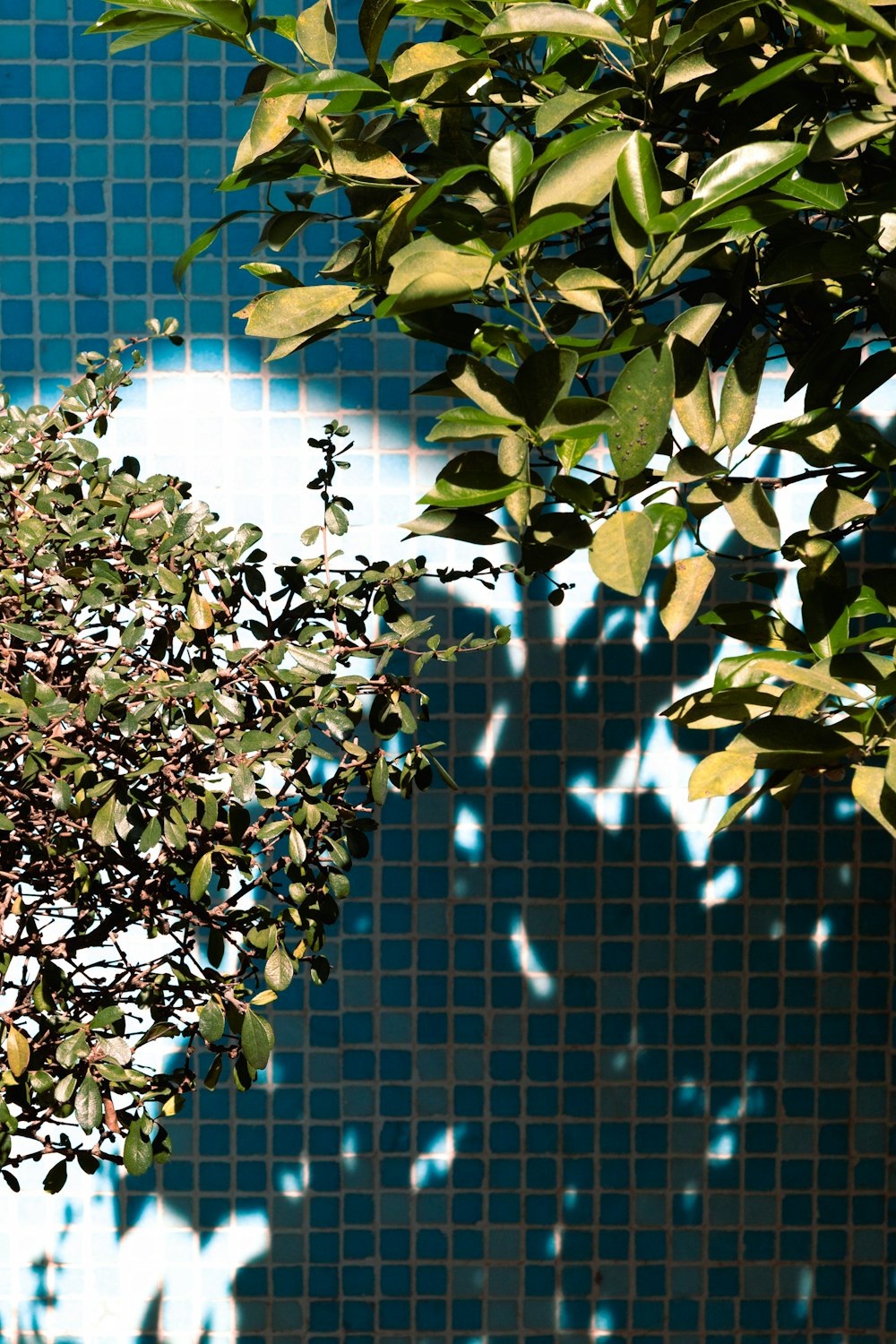 selective focus photography of green-leafed plants