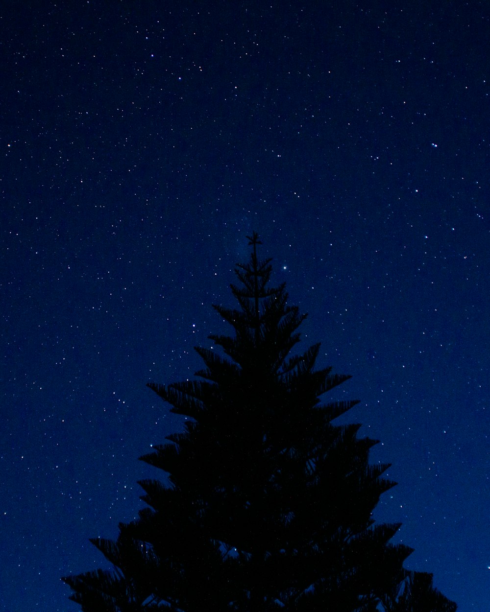 silhouette photo of pine trees