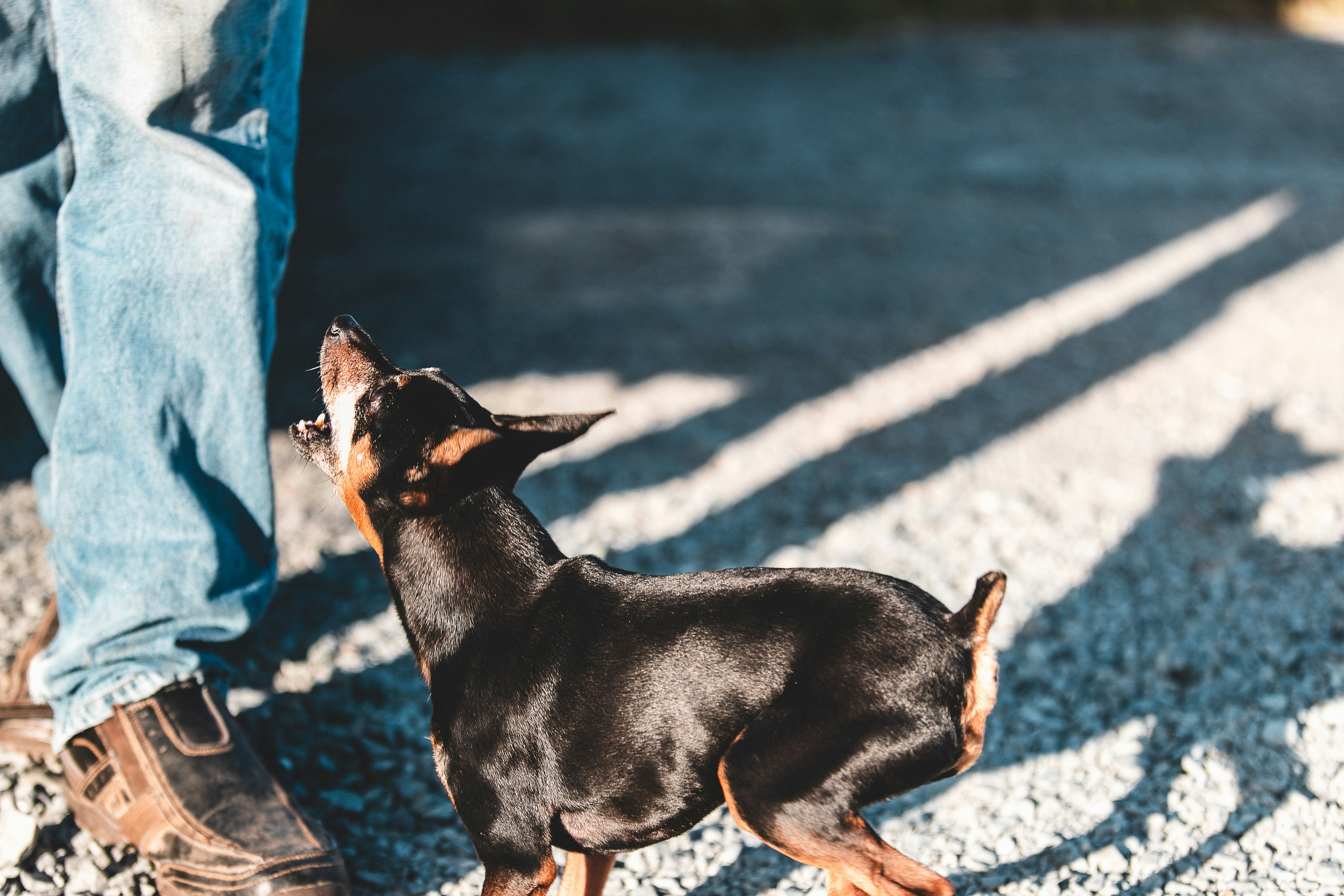 black short-coated dog barking on person wearing blue denim pants