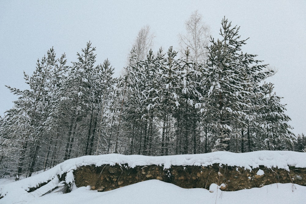 green pine trees covered by snow