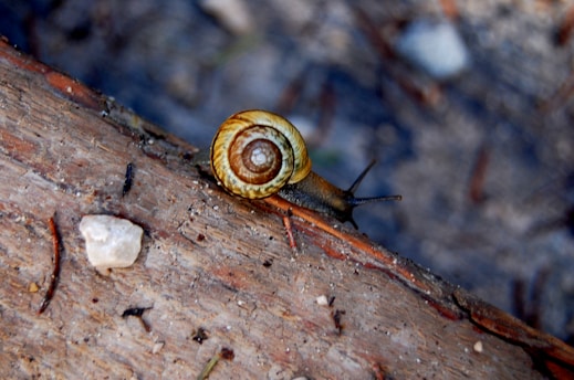 A small snail with a spiral shell is crawling on a piece of wood. The wood surface features various small debris, such as pebbles and twigs. The background appears to be a natural setting with blurred elements, suggesting an outdoor environment.