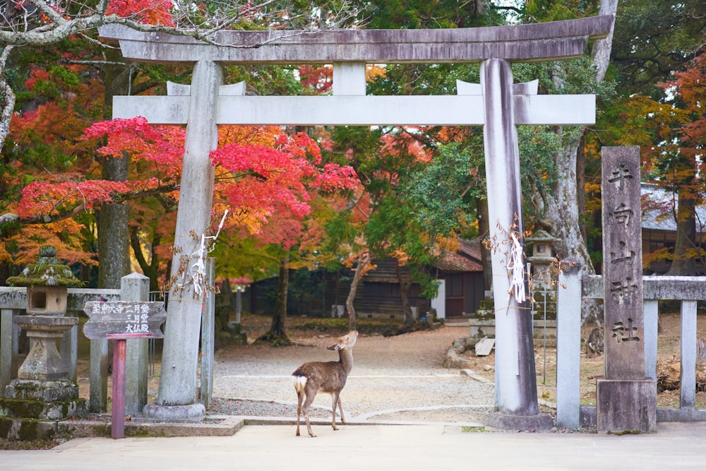 白と灰色のアーチの下の灰色の鹿