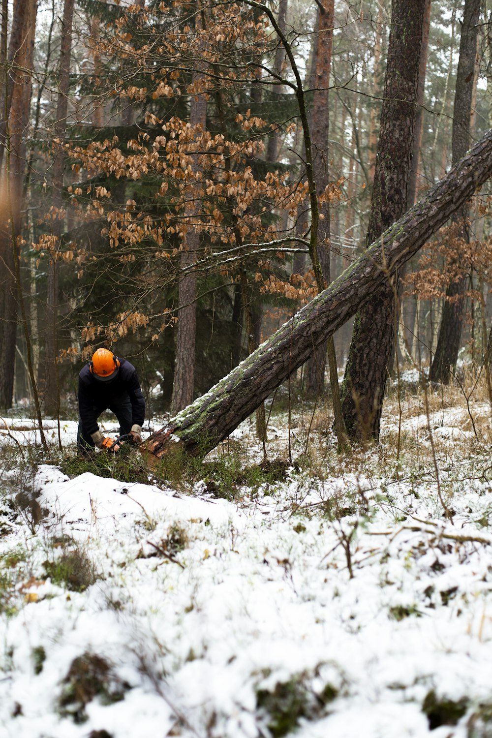 man cutting brown tree during daytime