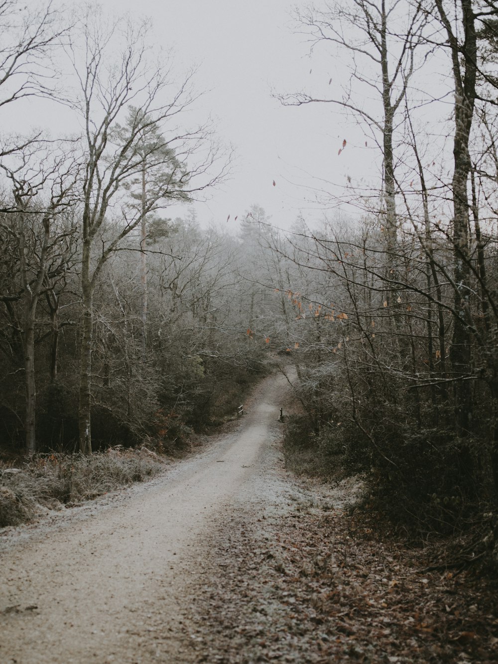 bare trees near road