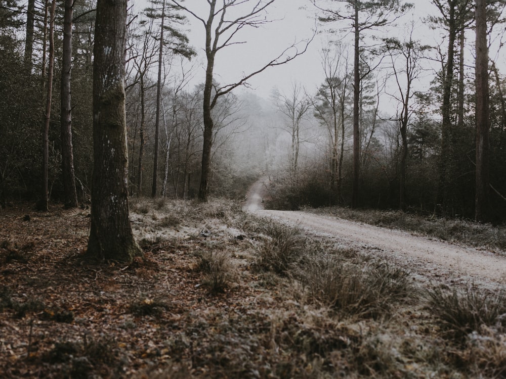 empty dirt road between trees during daytime