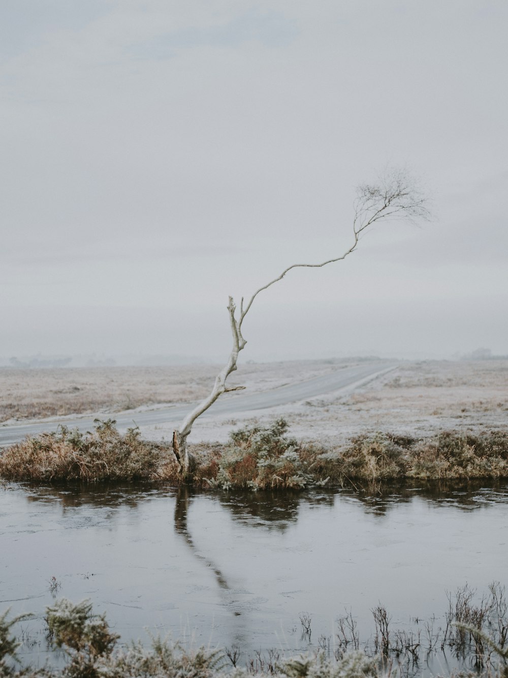 tree stand alone by the water near road