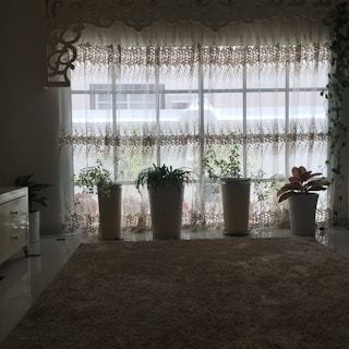 A room interior featuring a window with decorative sheer curtains that allow light to filter through. In front of the window, there are five potted plants of varying sizes, each placed in white decorative pots. The room has a soft carpet on the floor and light-colored walls, lending a serene and calm atmosphere.