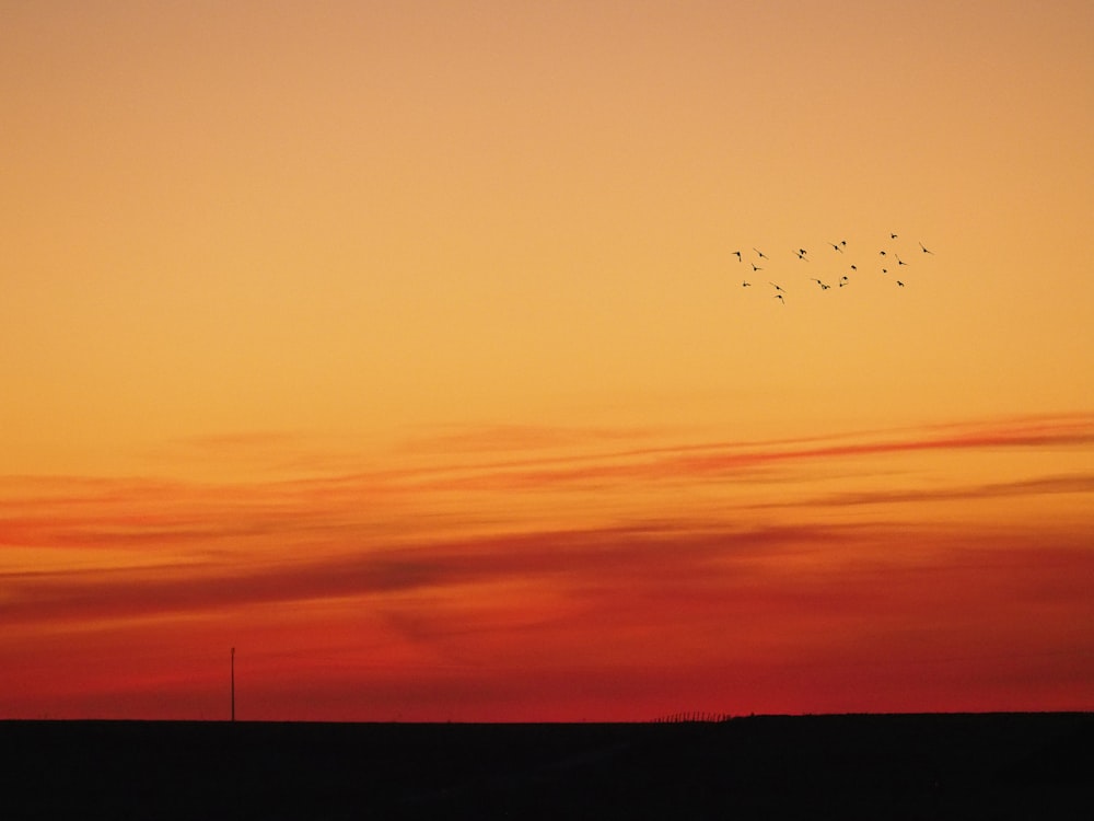 flock of birds