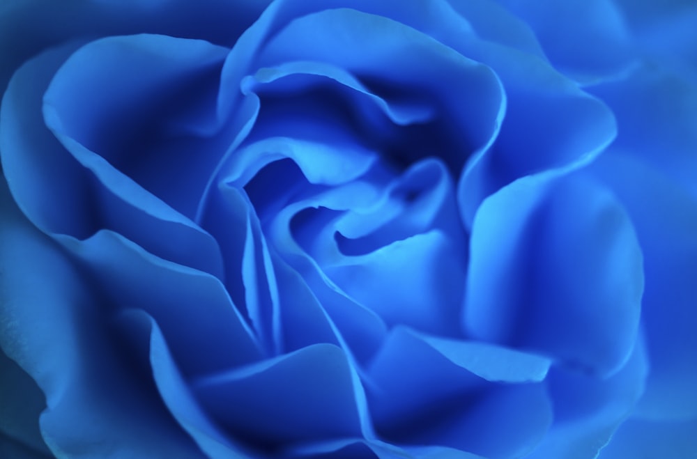 blue rose flower