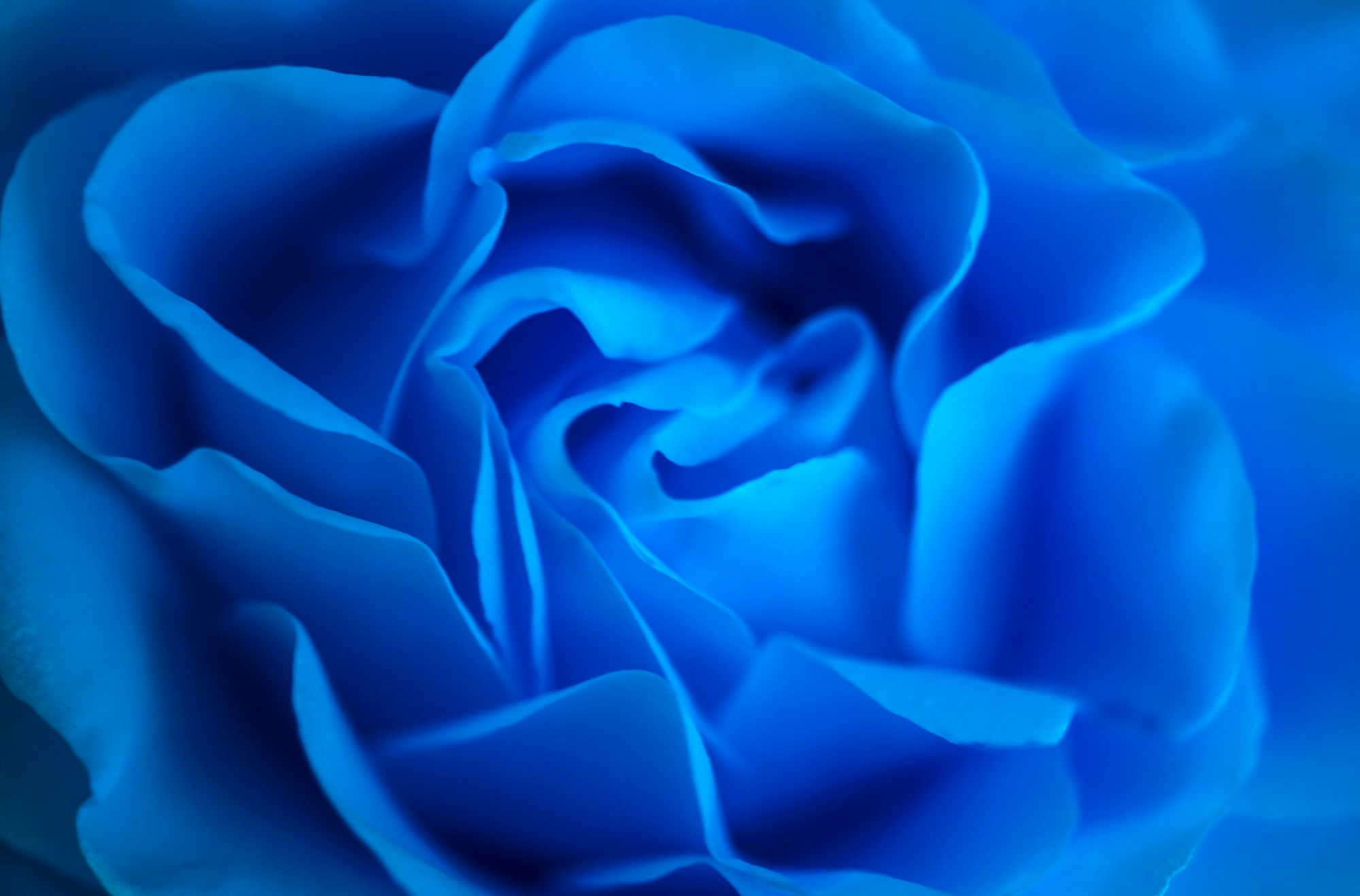A chi si possono regalare le rose blu stabilizzate