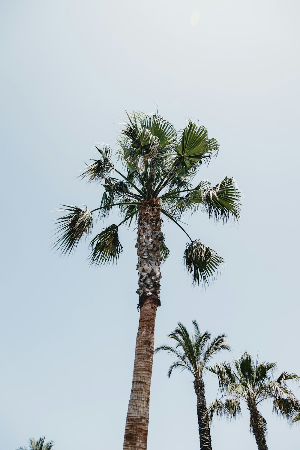 low angle photography of palm tree