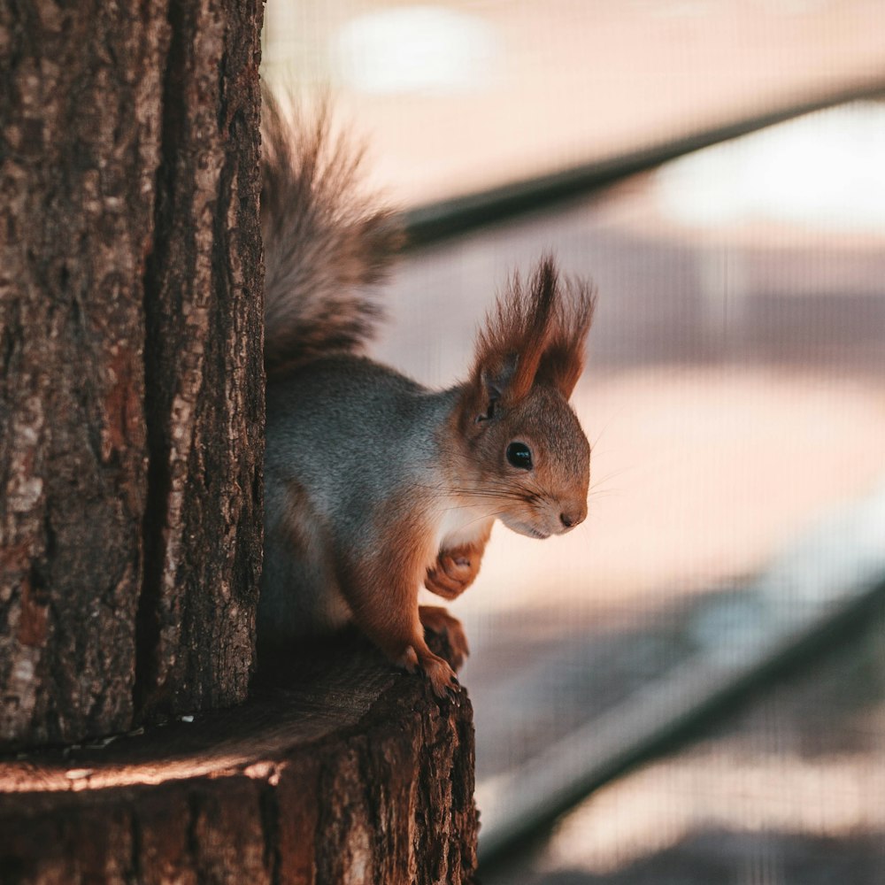 gray squirrel on top of tree slab